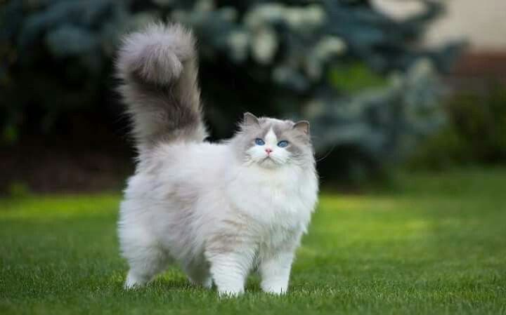 Mengenal Kucing Ragdoll Dengan Bulunya Yang Indah