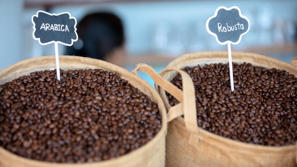 Menelusuri Varietas Kopi Terbaik Dari Arabika Hingga Robusta