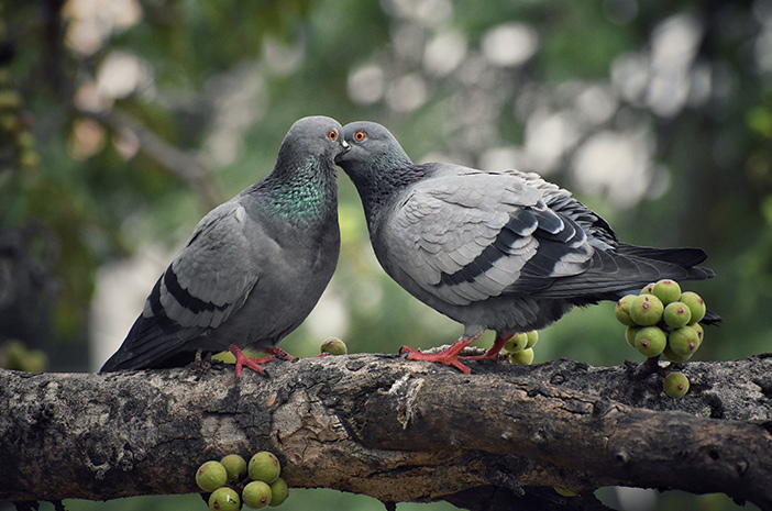 Burung Merpati, Membahas Keunikan Dan Keistimewaan