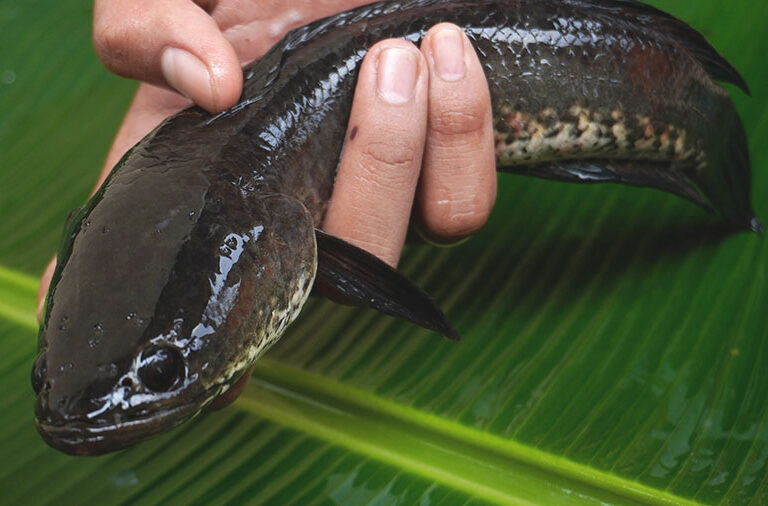 Habitat Ikan Gabus Khasiat Dan Budidaya