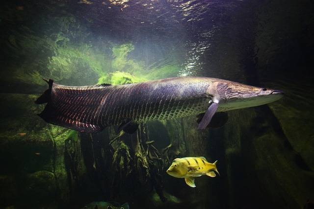 Ikan Arapaima Sang Predator Raja Sungai Amazon