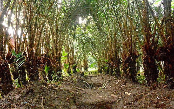 Kebun Salak Budidaya Manfaat Dan Potensi