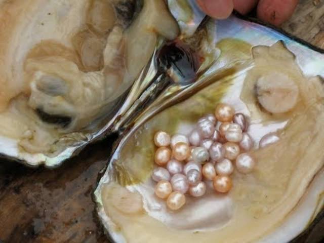 Keindahan Kerang Mutiara