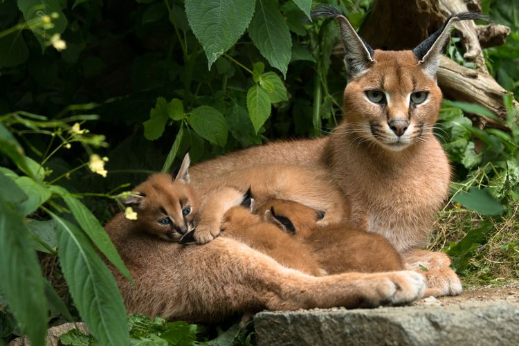 Kucing Caracal Yang Tidak Bisa Mengeong