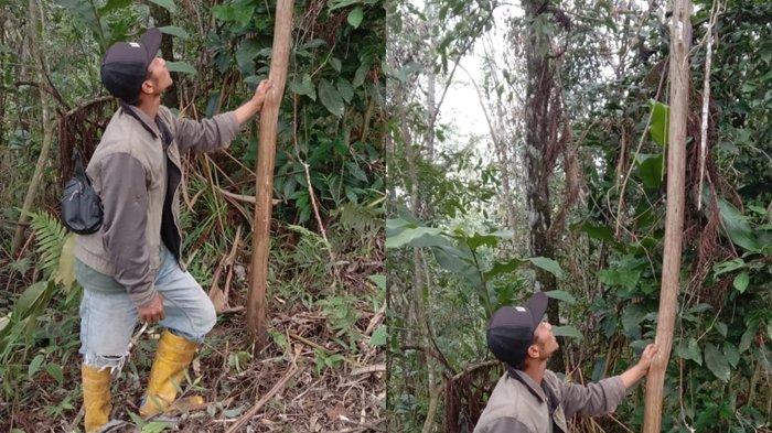 Kulit Kayu Manis Memiliki Prospek Menjanjikan Di Indonesia