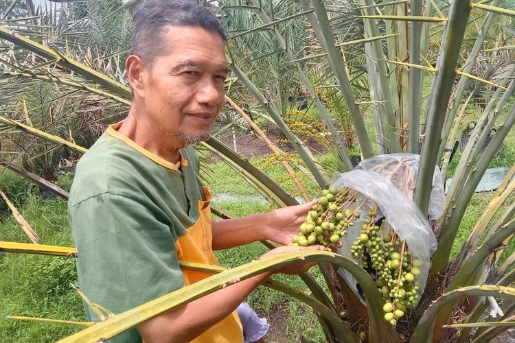 Kurma Di Indonesia Sangat Cocok Untuk Di Budidayakan