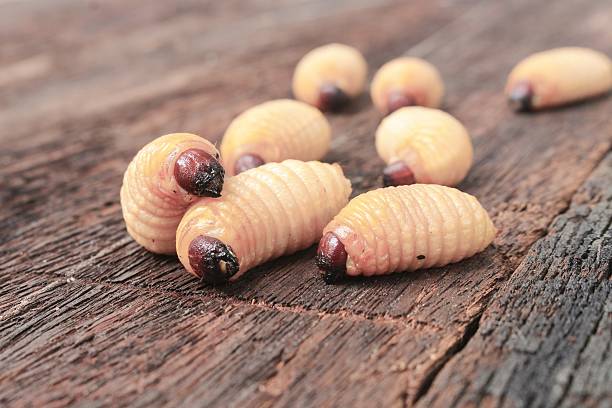 Larva Ulat Sagu Makhluk Kecil Yang Berperan Besar Di Ekosistem