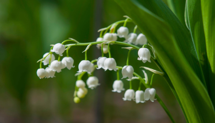 Lily Of The Valley Bunga Kelahiran Bulan Mei!