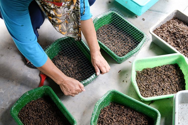 Manfaatkan Budidaya Maggot Dalam Pengelolaan Limbah Organik