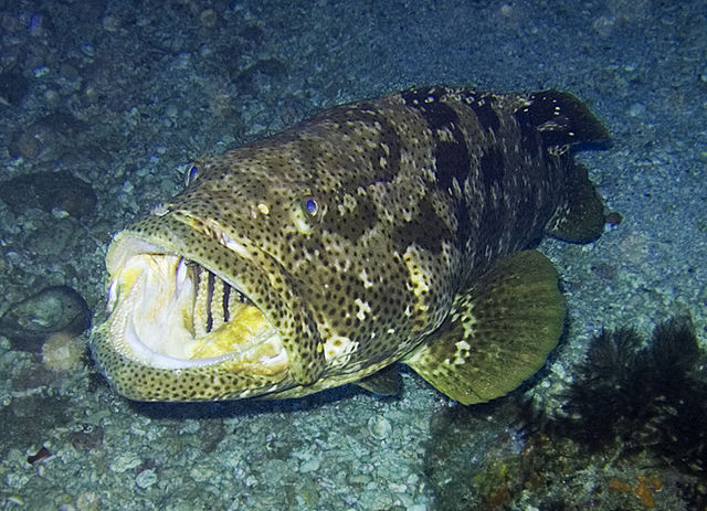 Mengenal Ikan Kertang Yang Punya Keunikan Dan Ciri Khas