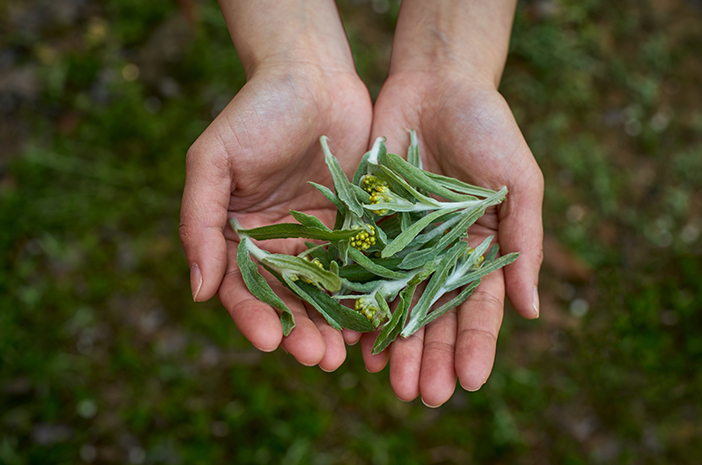 Manfaat Mugwort Dalam Pengobatan Jerawat