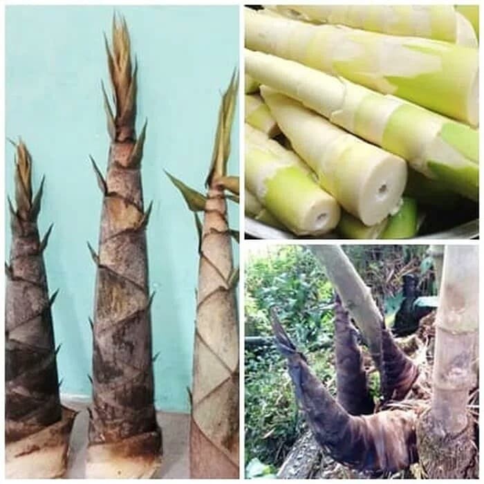 Mengenal Rebung Bambu Kaya Akan Nutrisi Dan Manfaatnya