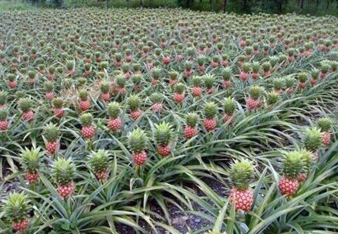 Perkebunan Nanas Untuk Kemakmuran Ekonomi