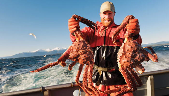 Alaska King Crab Menjadi Kuliner Yang Wajib Di Coba