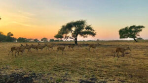 Taman Nasional Baluran