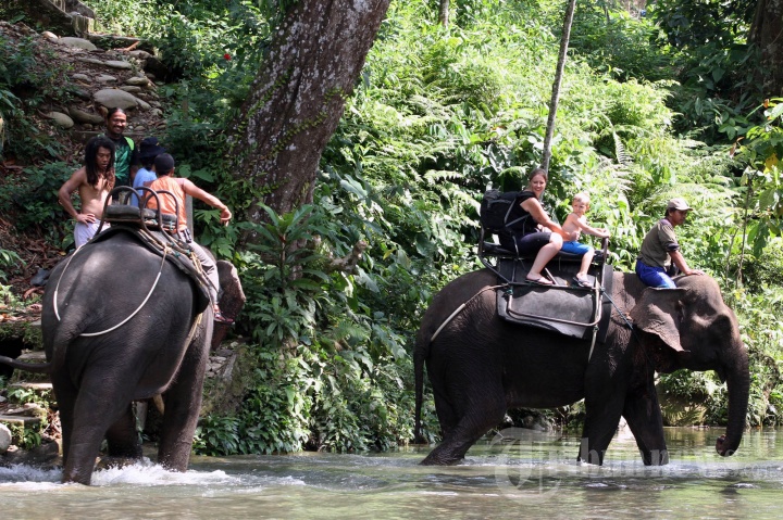 Tangkahan Surga Tersembunyi Di Tepian Sungai