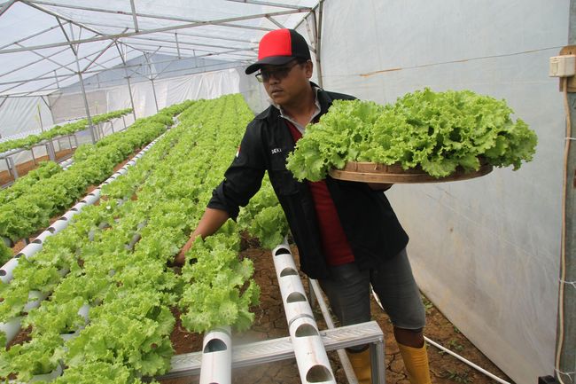 Teknik Hidroponik Jadi Peluang Usaha Budidaya Yang Menjanjikan