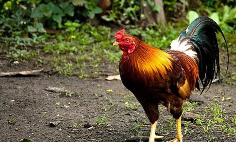 Ayam Merah Enaknya Di Masak Apa Ya