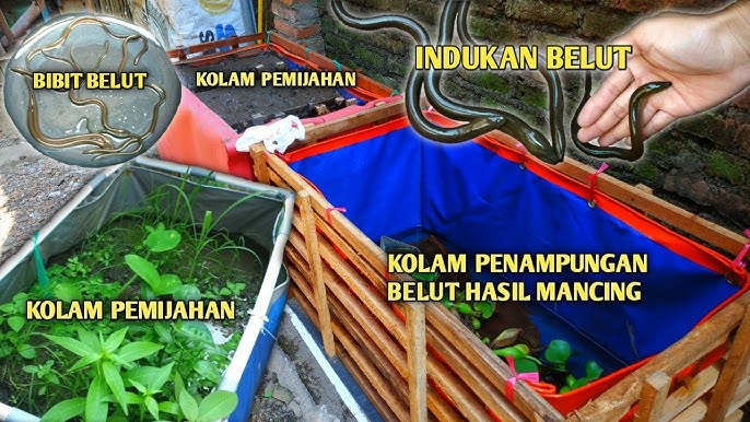 Bisnis Belut Bisa Jadi Opsi Cuan Alternative Kamu Dirumah