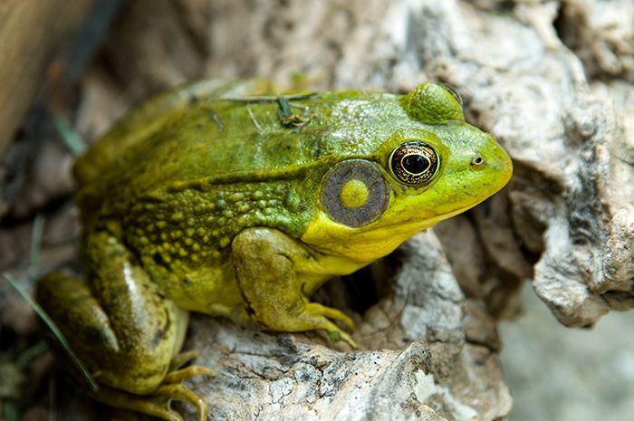 Budidaya Kodok Atau Katak Memberikan Uang Tambahan