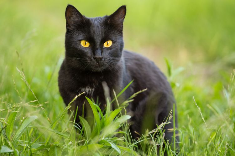 Kucing Hitam Bisa Membawa Malapetaka Mitos Atau Fakta?