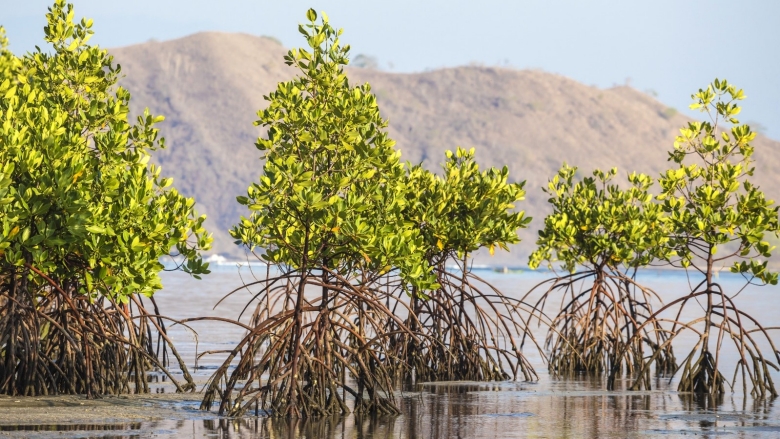 Suatu Tumbuhan Mangrove Yang Terjadi Di Iklim Tropis