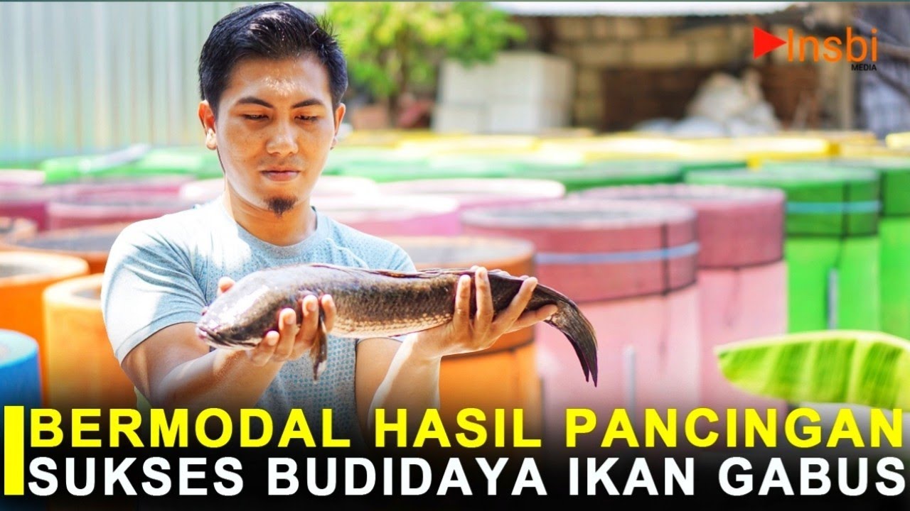 Bisnis Ikan Gabus Mampu Hasilkan Puluhan Hingga Ratusan Juta