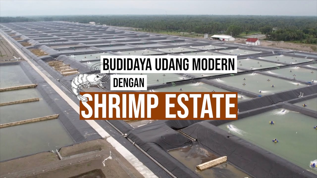 Bisnis Udang