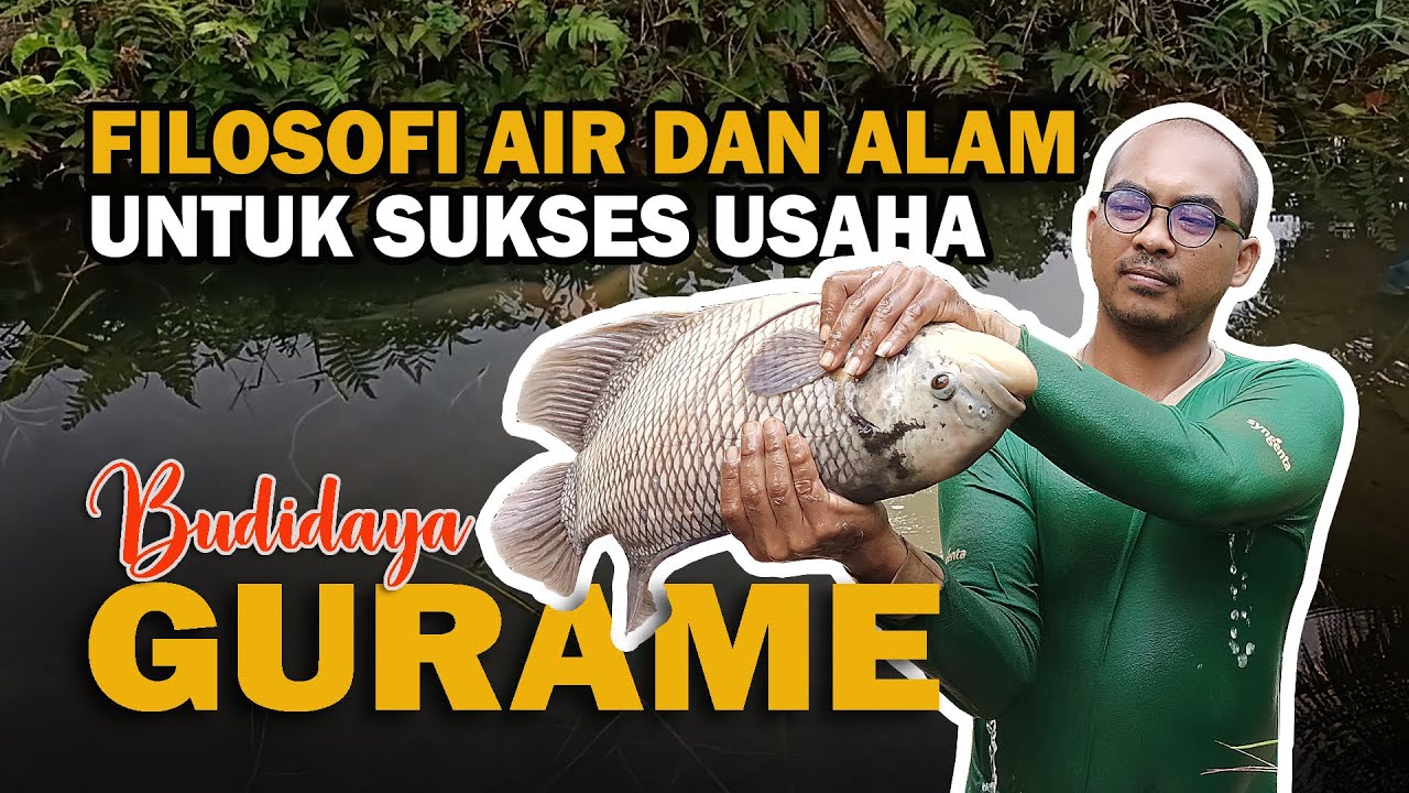 Bisnis Gurame Bisa Kamu Terapkan Di Pekarangan Rumahmu