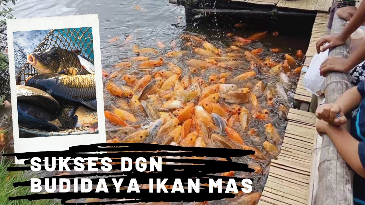 Bisnis Ikan Mas Hasilkan Puluhan Hingga Ratusan Juta Lho Guys