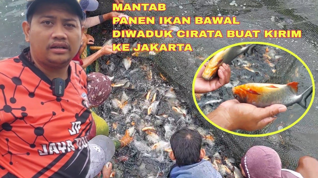 Bisnis Ikan Bawal