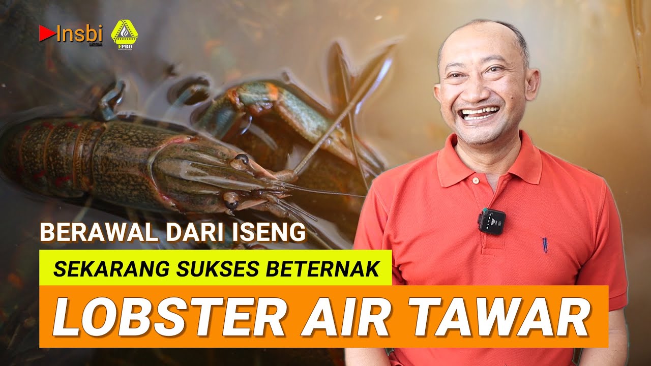 Bisnis Lobster Ternyata Tidak Begitu Sulit Untuk Di Praktekan