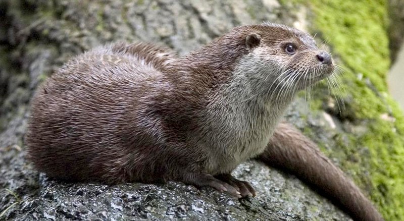 Otter : Hewan Cerdas Yang Dapat Di Pelihara Di Zaman Now