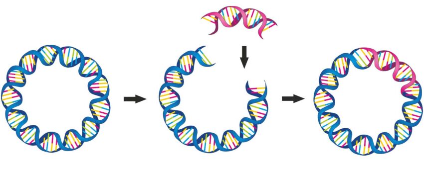 Bioteknologi Dalam Memanipulasi Melalui Plasmid