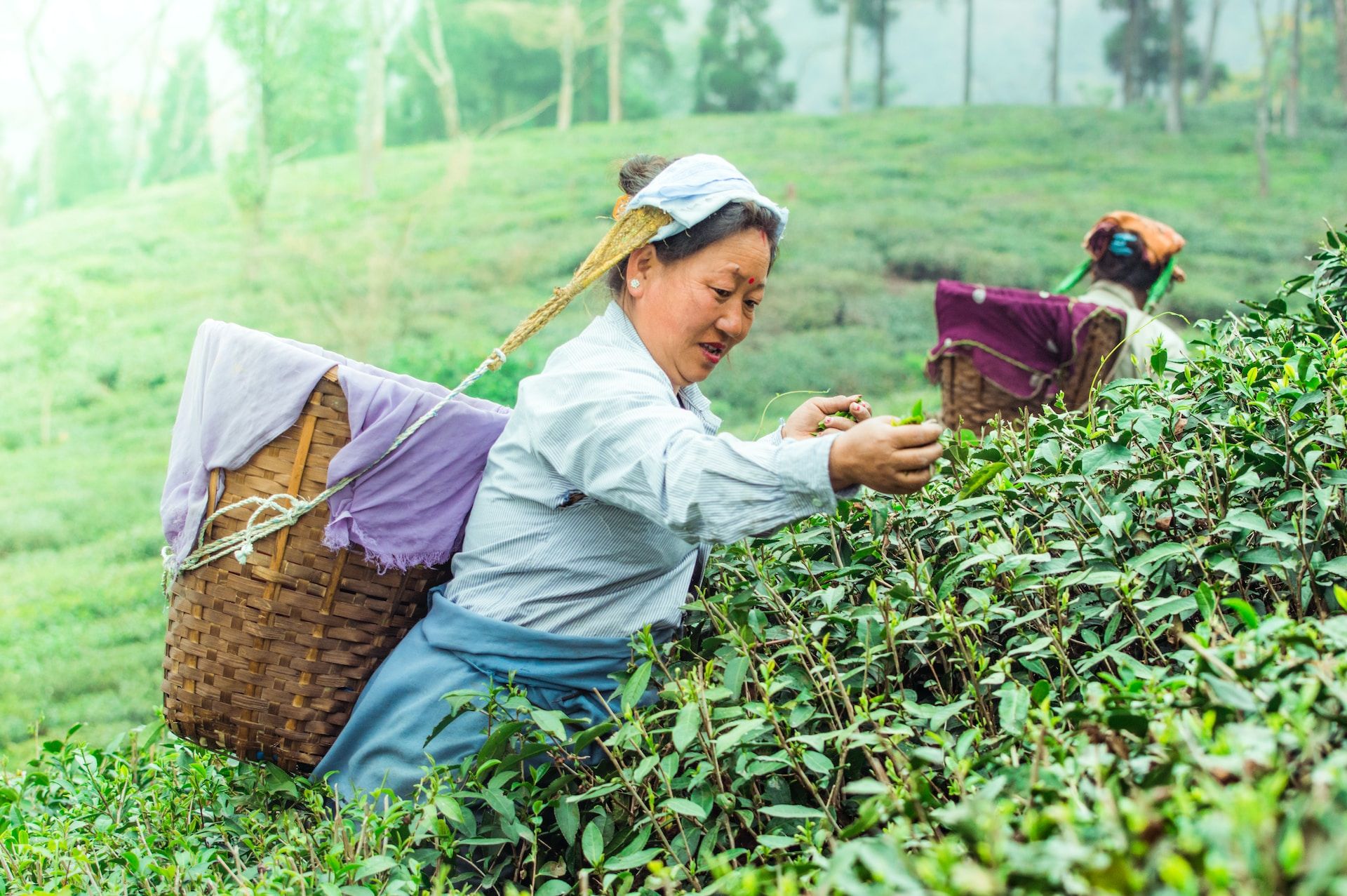 China Adalah Negara Produsen Teh Terbanyak Di Dunia