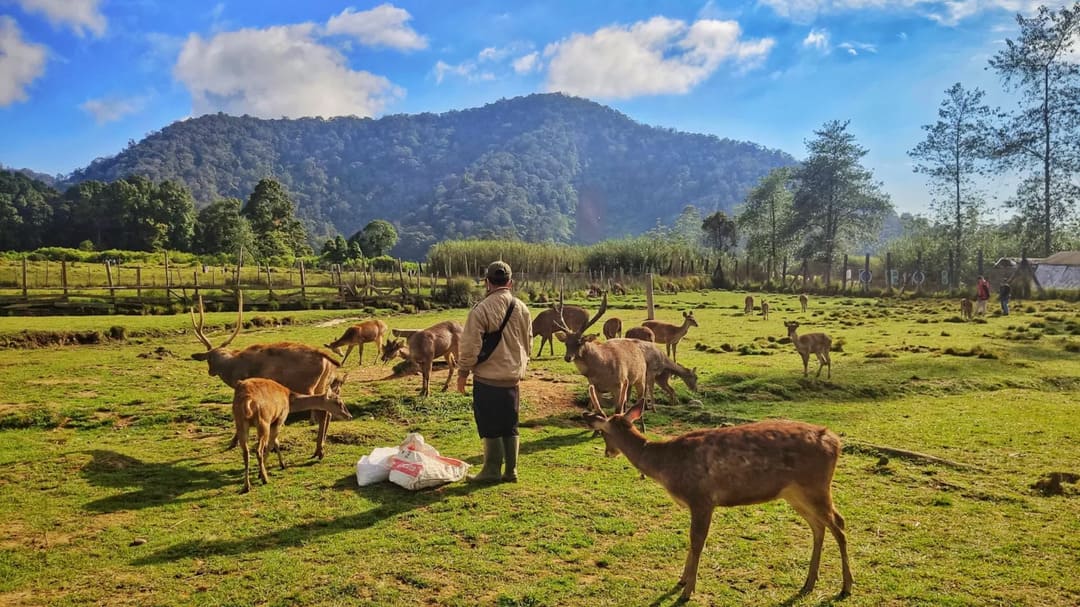 Ranca Upas Spot Wisata Di Bandung Yang Wajib Di Kunjungi