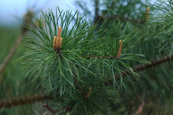 Peran Daun Pinus Dalam Penyelamatan Hutan Dan Ekosistem