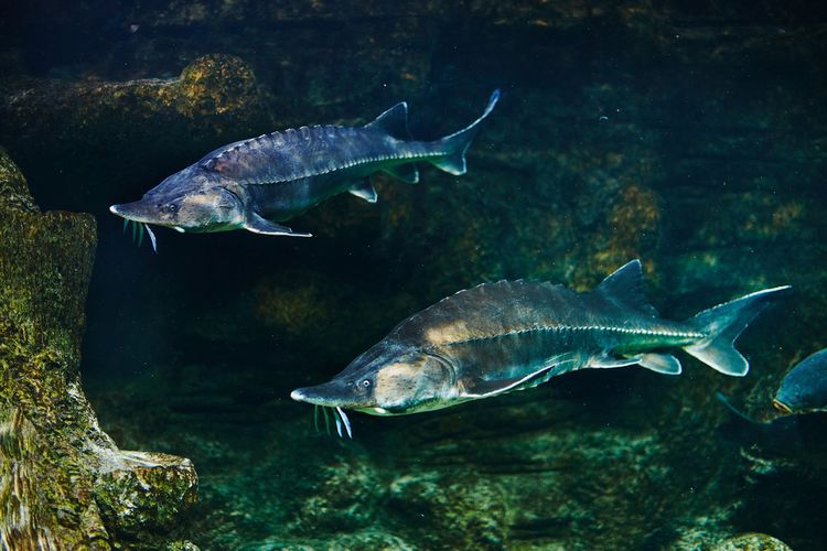 Ikan Sturgeon Penghasil Kaviar Terbaik