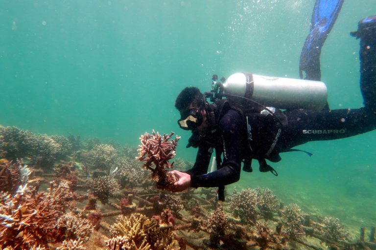 Konservasi Terumbu Karang Sebagai Pelestarian Ekosistem Laut