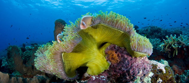 Eksplorasi Bawah Laut Banda Neira