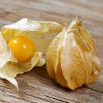 Buah Ciplukan Memiliki Khasiat Baik Untuk Tubuh