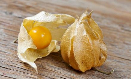 Buah Ciplukan Memiliki Khasiat Baik Untuk Tubuh