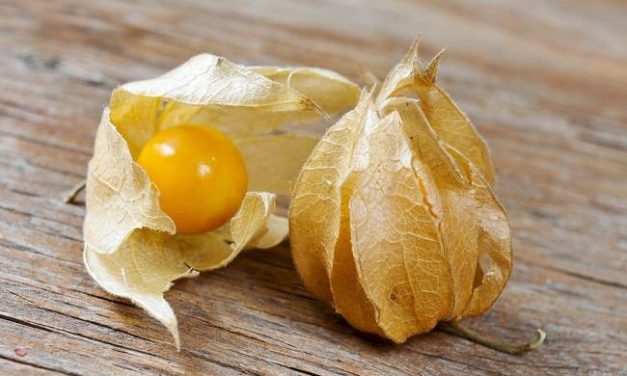 Buah Ciplukan Memiliki Khasiat Baik Untuk Tubuh