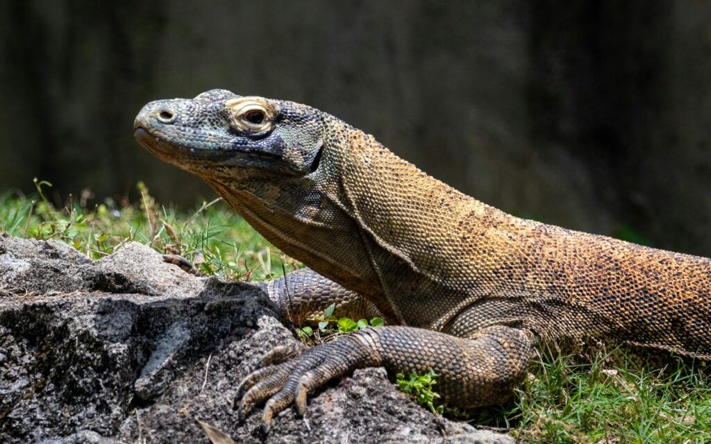 Hewan Komodo Reptil Purba Yang Mengagumkan Dari Indonesia