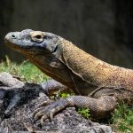 Hewan Komodo Reptil Purba Yang Mengagumkan Dari Indonesia