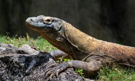 Hewan Komodo Reptil Purba Yang Mengagumkan Dari Indonesia
