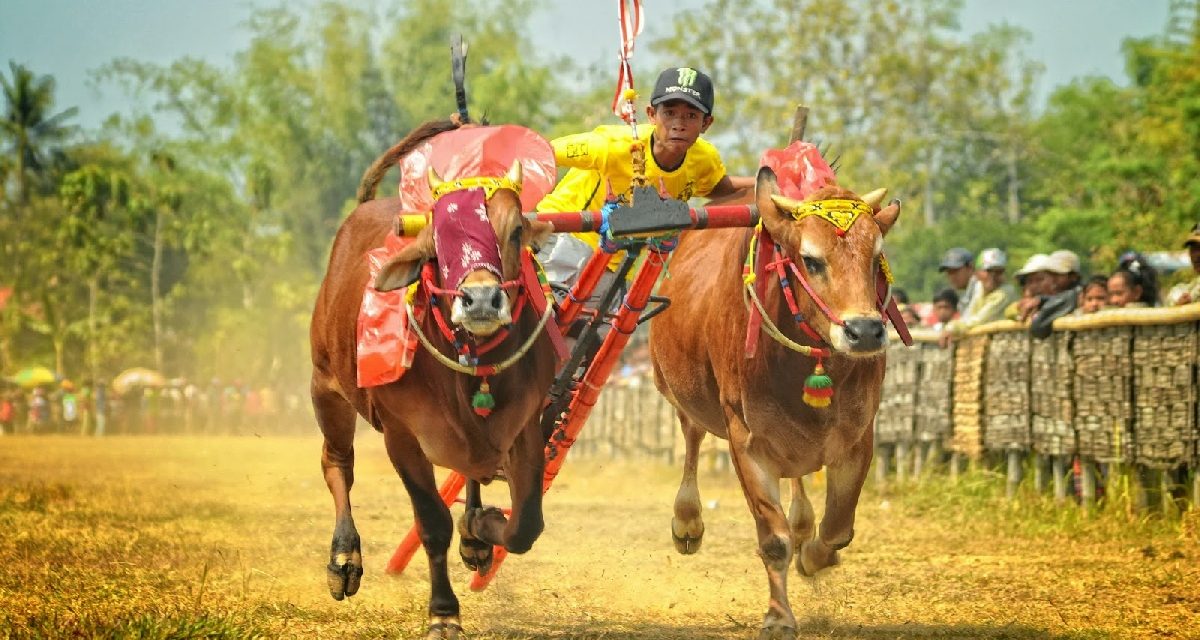 Karapan Sapi Tradisi Balap Sapi Membanggakan Dari Madura