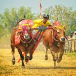 Karapan Sapi Tradisi Balap Sapi Membanggakan Dari Madura