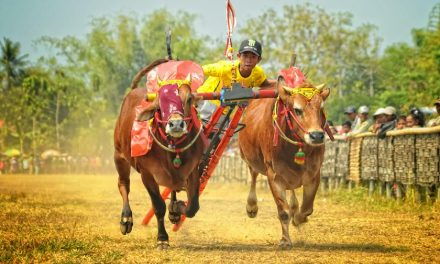 Karapan Sapi Tradisi Balap Sapi Membanggakan Dari Madura