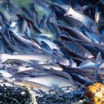 Budidaya Ikan Patin Yang Bisa Anda Jadikan Bisnis